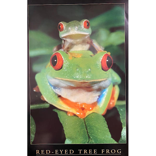Red Eyed Tree Frog multifärg