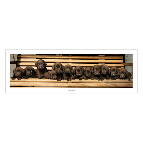 Keith Kimberlin - Chocolate Labradors multifärg