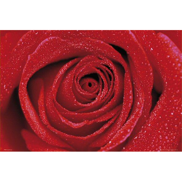 Red Rose Röd Ros Multicolor