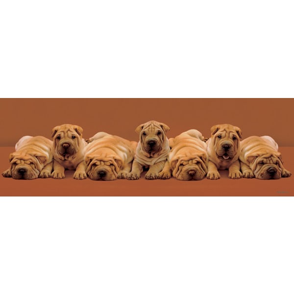 Keith Kimberlin - Sharpei Pups Multicolor