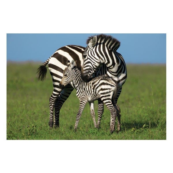 Zebra love Multicolor