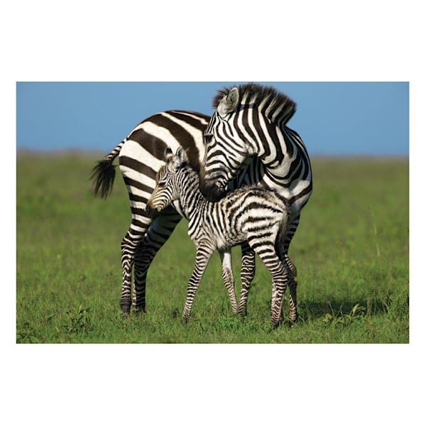 Zebra love multifärg