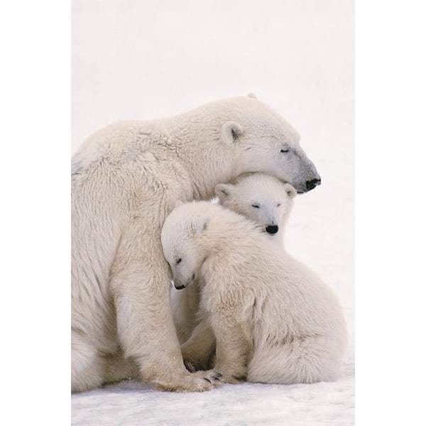 Polar bears Multicolor