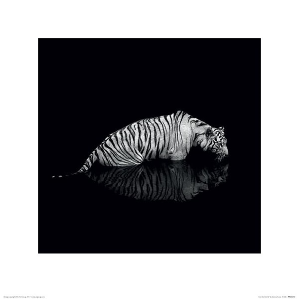 Tiger - Into the Dark II Multicolor
