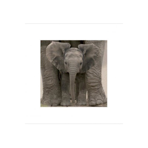 Elephant Baby - Big Ears multifärg