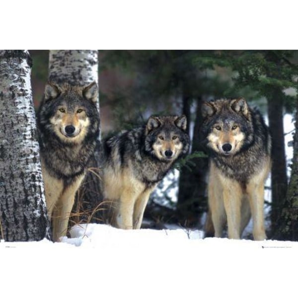 Wolves Varg Multicolor