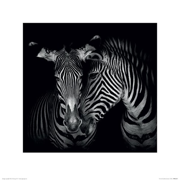 Zebra multifärg