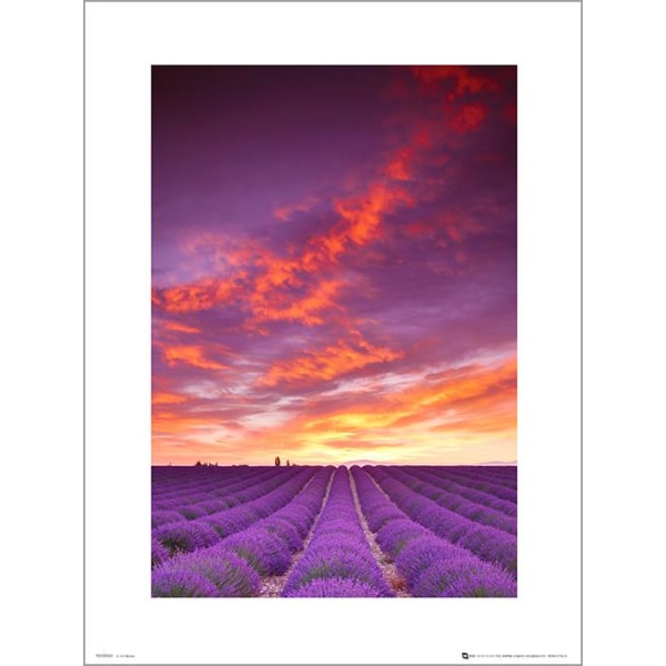 Exklusivt Art Print - Tom Mackie - Purple fields and sky Multicolor
