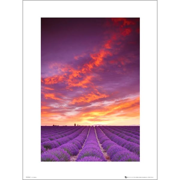 Exklusivt Art Print - Tom Mackie - Purple fields and sky multifärg