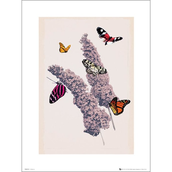 Exklusivt Art Print - Butterflies - Fjärilar Multicolor