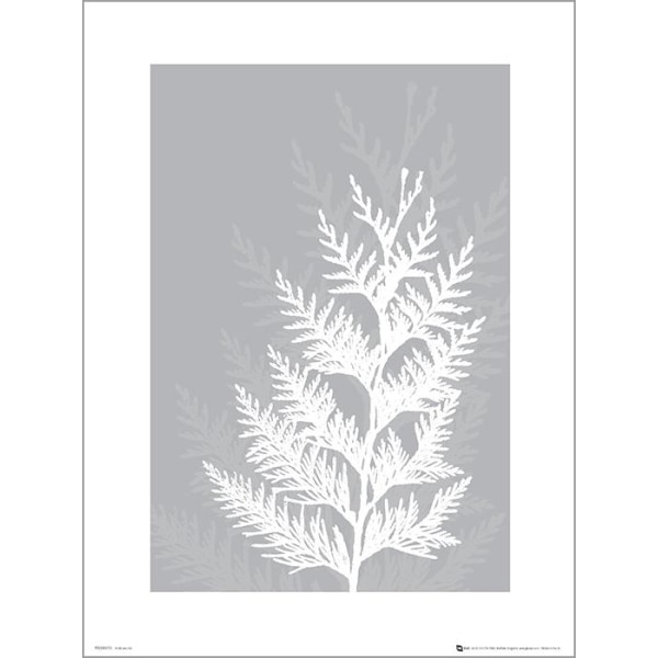 Exklusivt Art Print - Pressed leaf gray - Pressat blad, grå Multicolor