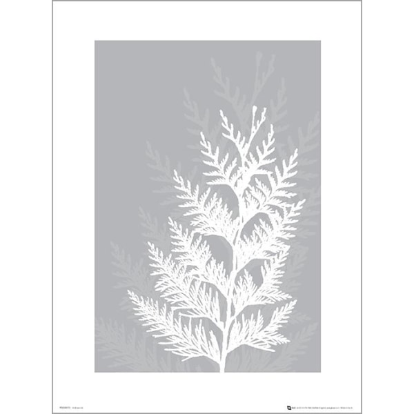 Exklusivt Art Print - Pressed leaf gray - Pressat blad, grå multifärg