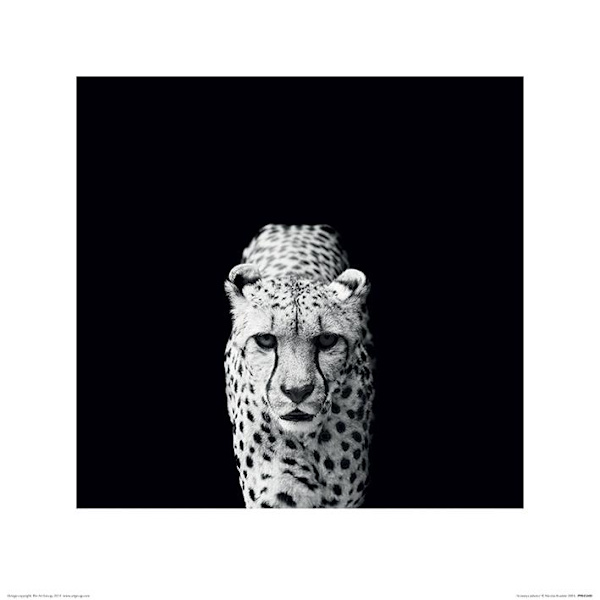 Cheeta - Gepard Multicolor