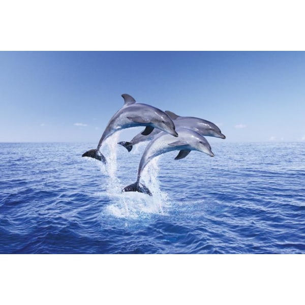 Dolphin - trio Multicolor