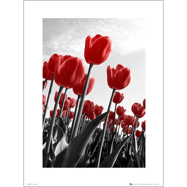 Exklusivt Art Print -Red Tulips - Röda tulpaner multifärg