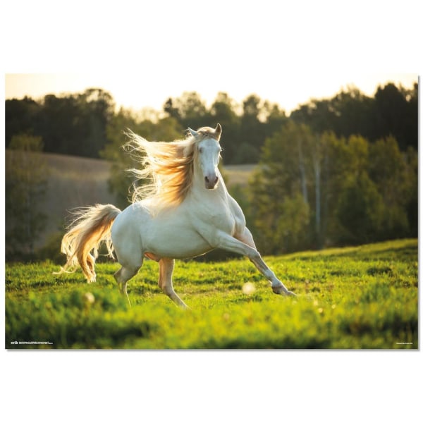Valkoinen hevonen - Vit häst Multicolor
