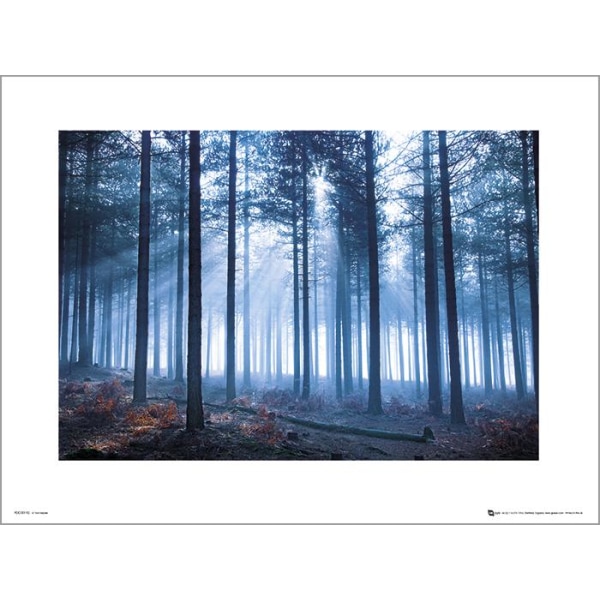 Exklusivt Art Print - Tom Lambert - Winter Tree Landscape multifärg