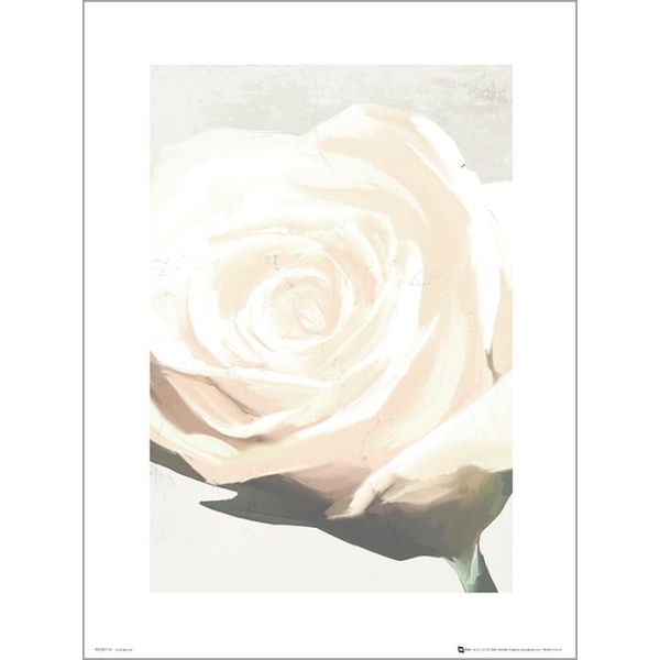 Exklusivt Art Print - White Rose - Vit ros multifärg