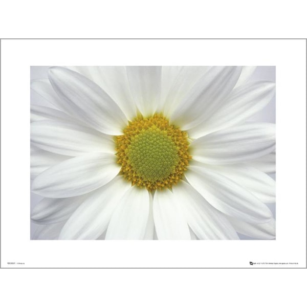 Exklusivt Art Print - Daisy - Prästkrage Multicolor