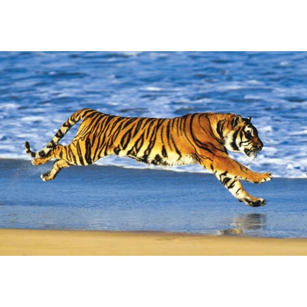 Tiger on the Beach Multicolor