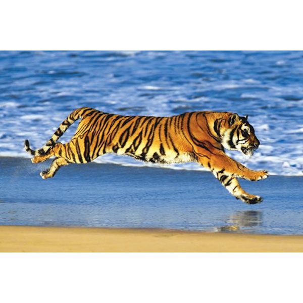 Tiger on the Beach multifärg