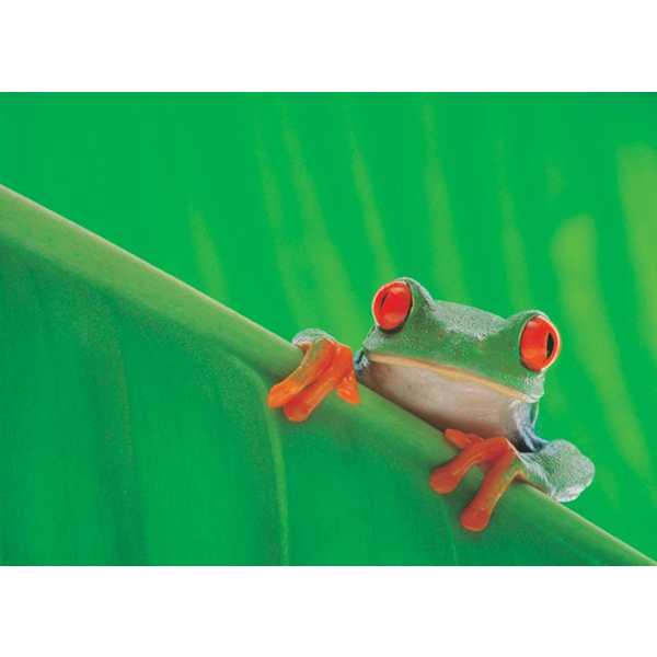 Red Eyed Tree Frog multifärg