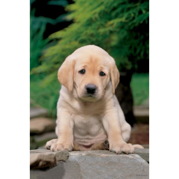 Keith Kimberlain - Sad Puppy Multicolor