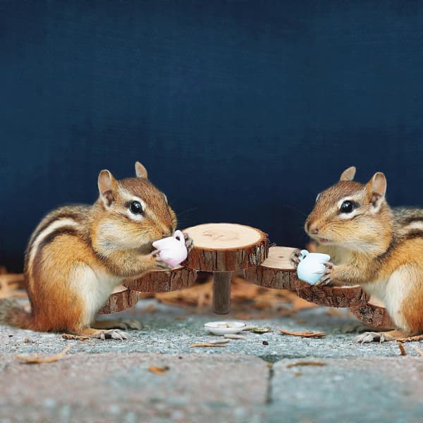 Hamsterklätterleksak träplattform för husdjursträning och lek