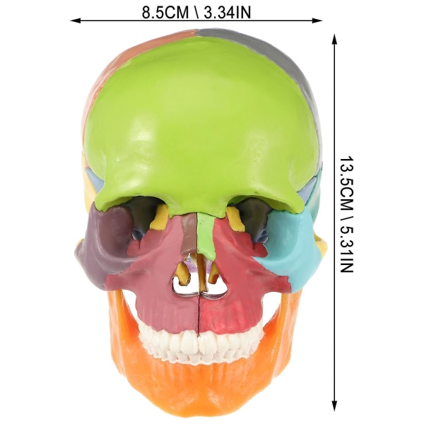 Skull Head lääketieteellinen malli Ihmisen kallomalli Värikäs lääketieteellinen anatominen malli