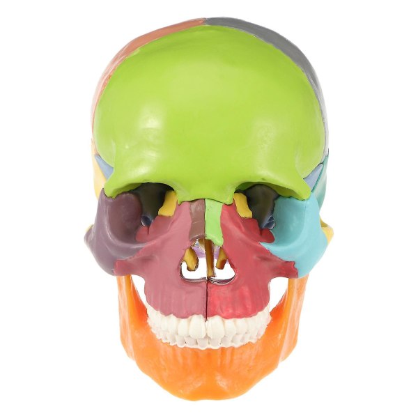 Skull Head lääketieteellinen malli Ihmisen kallomalli Värikäs lääketieteellinen anatominen malli