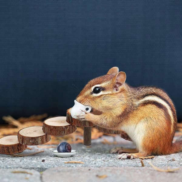 Hamsterklätterleksak träplattform för husdjursträning och lek