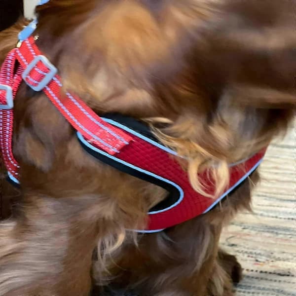 Letvægtssele til Små Hunde Xxs Breeze Blå