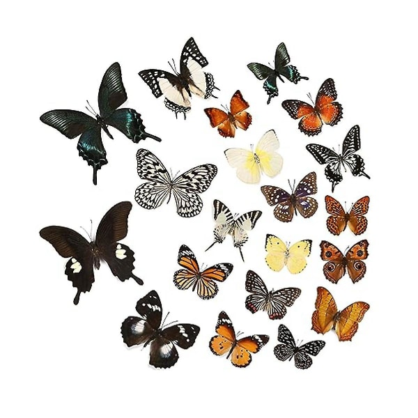 12 stk ægte sommerfugleprøver - Taxidermy Butterfly DIY CreativeProduction, til Indrammet Butterfly S